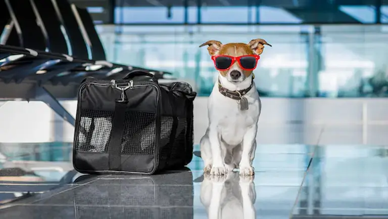 Air Canada Pet Policy